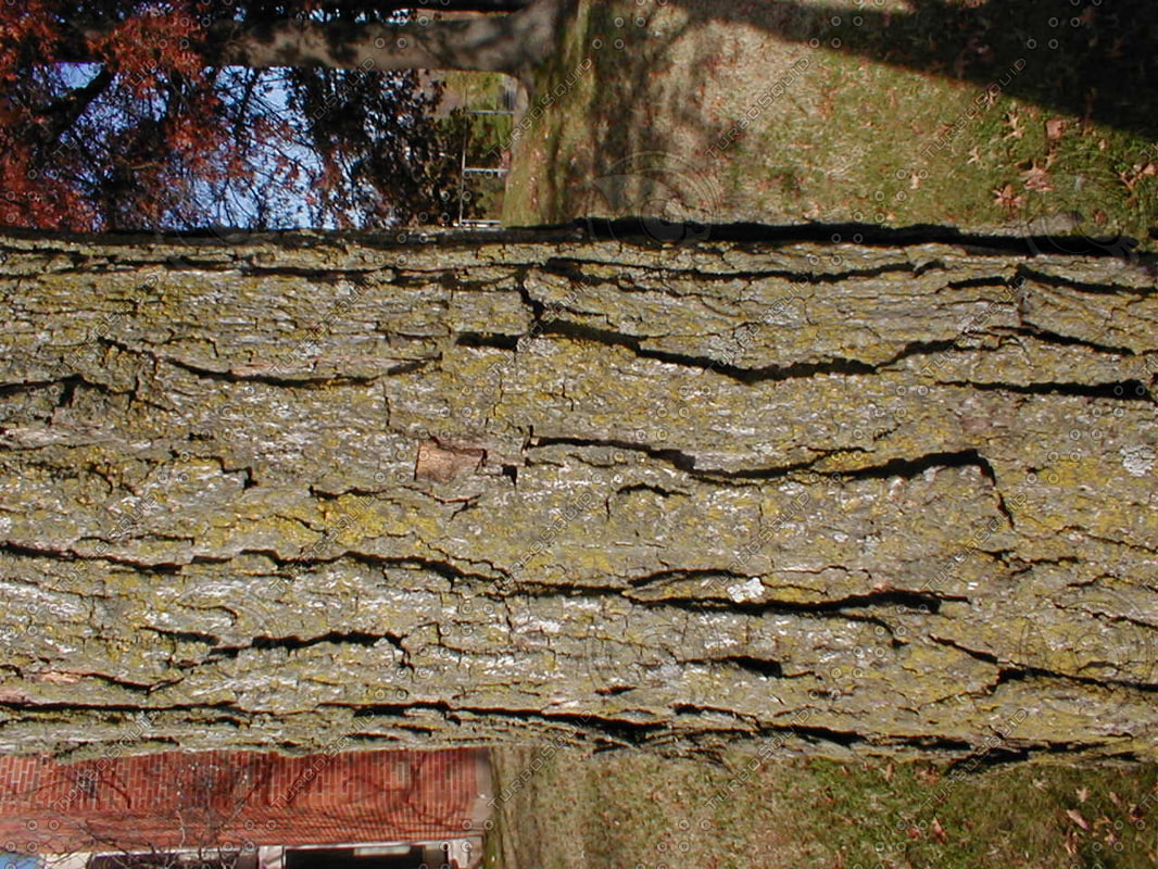 Wood 0986 Tree Bark Texture Pattern Stock Photo