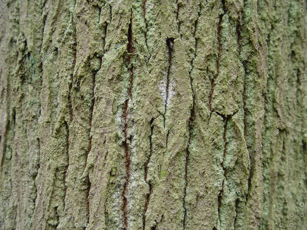 Texture JPEG tree bark skin