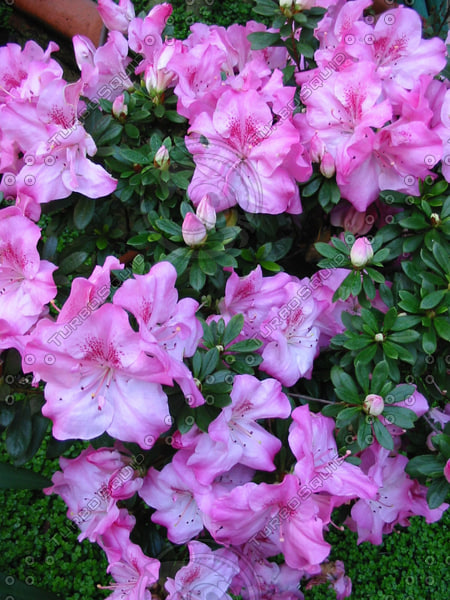 Stock JPEG azalea flower color