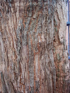 Bark red&grey.JPG