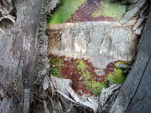 Close tree.JPG