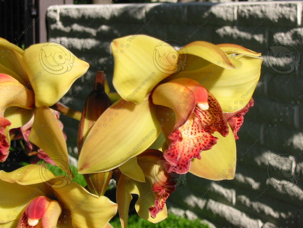  https://static.turbosquid.com/Preview/2014/08/01__13_03_03/Gold_Cymbidiums.JPG61d26420-a707-425a-a127-1f52d221cb02.jpgOriginal.jpg
