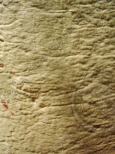 Green Bark Zoom.JPG