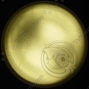 LAMP070.JPG