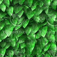 Leafy
