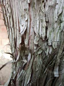 Loose Bark.JPG