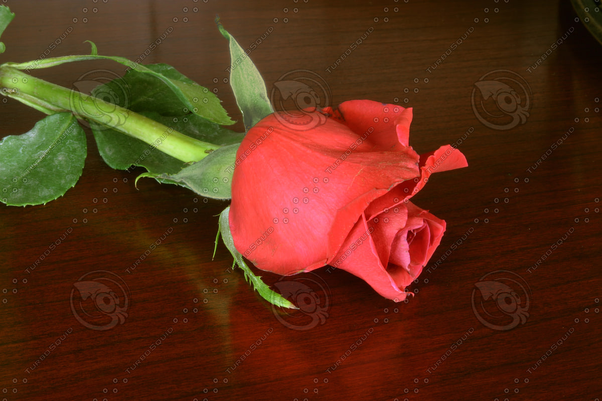 Stock JPEG Red Rose flower