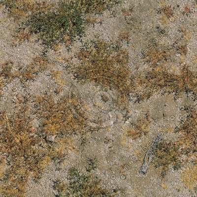 Desert Bush Texture