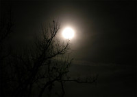 Full moon & Tree branches