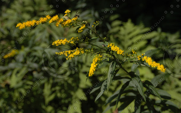 Stock JPEG goldenrod golden rod