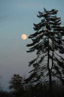 Moon Pine