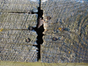 wood0242.jpg