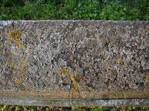 wood0248.jpg