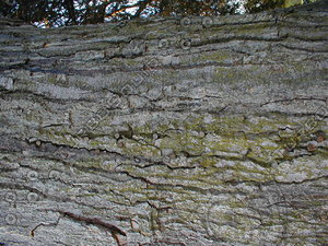 wood0257.jpg