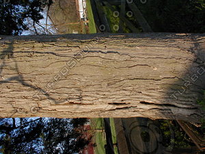 wood0277.jpg