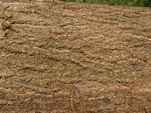 wood0319.jpg