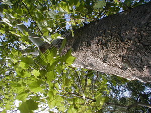 wood0451.jpg