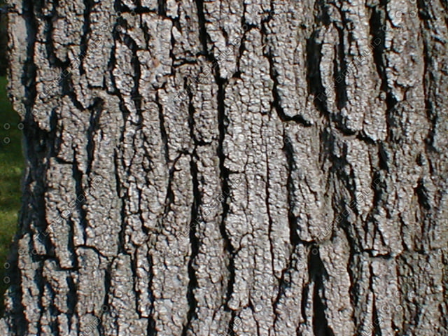 Wood 0756 Tree Bark Stock Photo