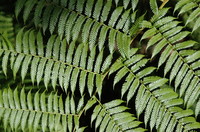 Australian Tree Fern