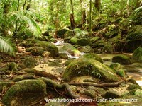 Australia forest 004.jpg
