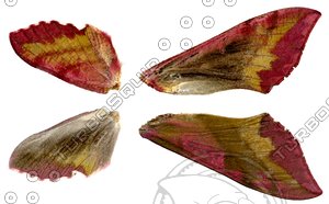 Deilephila-porcellus.JPG
