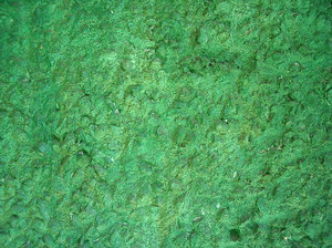 green wall texture