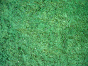 green wall texture