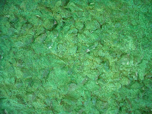 green wall texture