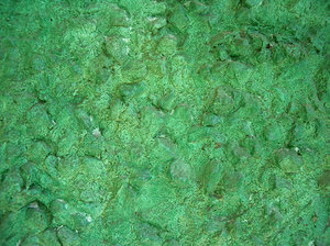 green wall texture