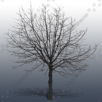 Texture Photoshop tree plant foliage