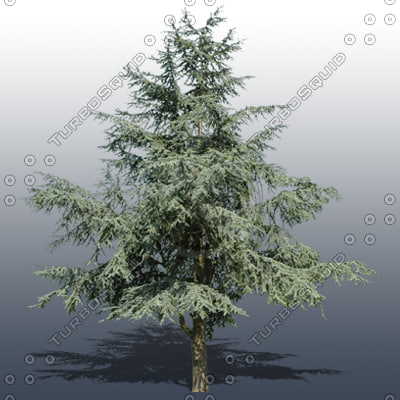 Texture Photoshop tree plant foliage