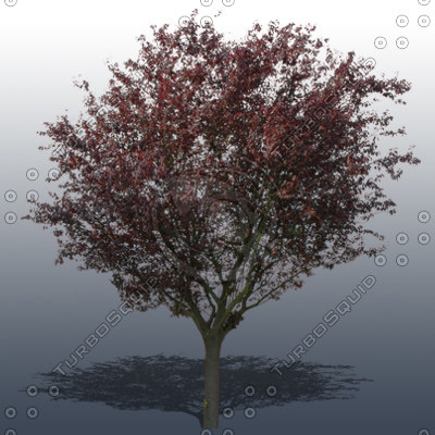 Texture Photoshop tree plant foliage