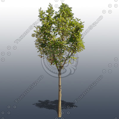 Texture Photoshop tree plant foliage