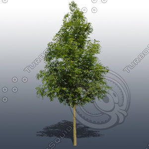 JTX_TREE012.psd