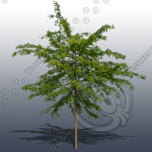 JTX_TREE013.psd