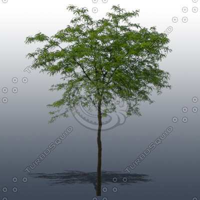 Texture Photoshop tree plant foliage