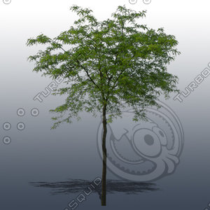 JTX_TREE014.psd