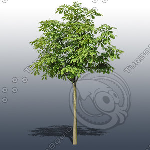 JTX_TREE015.psd