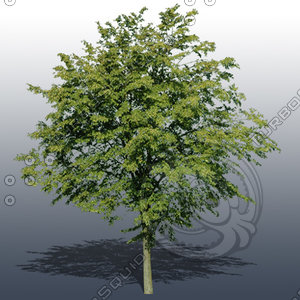 JTX_TREE016.psd
