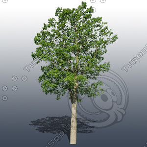 JTX_TREE017.psd