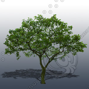 JTX_TREE018.psd