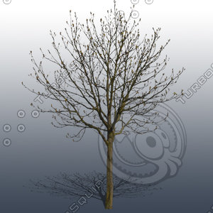 JTX_TREE019.psd