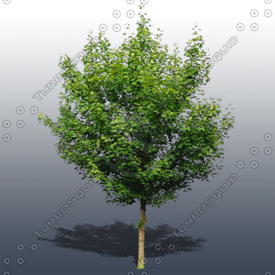 Texture Photoshop tree plant foliage