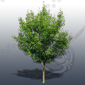 JTX_TREE021.psd