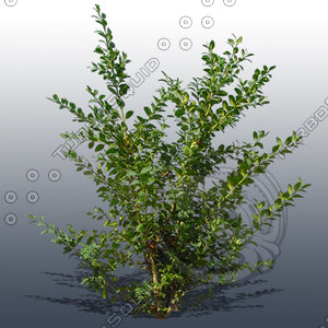 JTX_TREE022.psd