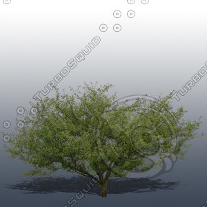 JTX_TREE024.psd
