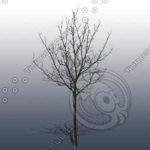 JTX_TREE025.psd