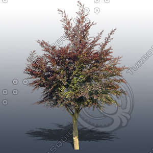 JTX_TREE026.psd