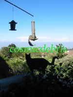 Squirrel & Pasty 01.JPG
