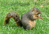 Squirrel 03.JPG